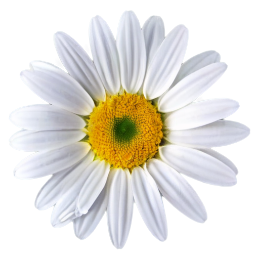 chamomile with 9 multi-colored petals on a transparent background. - icon | sticker